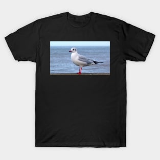 beach seagull seaside traveller bird sea gull ocean scene T-Shirt